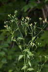 Common nipplewort